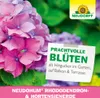 Prachtvolle Blüten als Hingucker im Garten, Balkon und Terrasse Produktbild-Vorschau