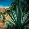 Agave da tequila (Agave tequilana)  - 5 pezzi Anteprima dell’immagine prodotto 1