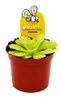 Plante carnivore - Pinguicola agnata - Pot de 9 cm Voir les images du produit 1