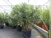 Oleander  100 - 120 cm Busch Nerium Krone Ø50-60cm Produktbild-Vorschau 1