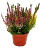 Calluna vulgaris Set mit 6 Pflanzen Besenheide Heidepflanze Produktbild-Vorschau 2