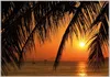 Wallario Wandbild Sonnenuntergang unter Palmenblättern, Produktbild-Vorschau 1