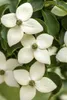 Cornus kousa 'Wieting's Select', Japanischer Produktbild-Vorschau 1