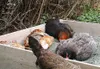 Several chickens are resting in a sand bath within a wooden enclosure. Produktbild-Vorschau
