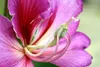 SAFLAX - Drzewo Orchidei - 8 Nasiona - Z podłożem uprawowym Podgląd zdjęcia produktu 6