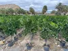 Albero soleggiato - Limone grande 150 centimetri - Citrus Anteprima dell’immagine prodotto 1