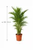 Palma górska meksykańska 120–130 cm – Chamaedorea Podgląd zdjęcia produktu 5