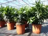 Oleander  80 - 100 cm Busch Nerium Krone Ø60 cm Produktbild-Vorschau 8