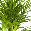 Goldfruchtpalme - Dypsis lutescens - Areca - Solitärpflanze Produktbild-Vorschau 3