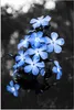 MuchoWow® Poster Blumen - Schwarz - Weiß - Blau 60x90 cm - Produktbild-Vorschau 1