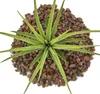 Tillandsia brachycaulos abdida - volně rostoucí rostlina Náhled obrázku produktu 3