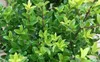 Stauden Gänge 100 x Ilex maximowicziana var. 'Kanehirae' - Produktbild-Vorschau 3