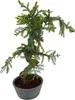 Zimmerpflanze Araucaria Cunninghsmii P25 Bonsai Produktbild-Vorschau 2