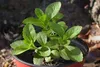SAFLAX  - Chanvre d'eau - 100 graines - Stevia Voir les images du produit 4