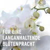 COMPO Orchideenwasser 1 l Produktbild-Vorschau 11