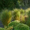 6 Pflanzen Ruten-Hirse 'Northwind', Panicum virgatum, P9 Produktbild-Vorschau 3
