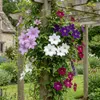 Green boutiQ - Klimplant - Clematis Rainbow - Bloem Roze Voir les images du produit 4
