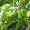 Actinidia Jumbo femmina 2L Anteprima dell’immagine prodotto 5