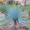 Exotické semená - Yucca Rigida - balenie 5 ks - Náhľad obrázku produktu 8