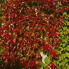 Parthenocissus tricuspidata 'Veitchii Robusta', Produktbild-Vorschau 2