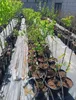 Mirabella-  Can erik  -Veredelt -Prunus cerasifera - 80-100 Produktbild-Vorschau 5