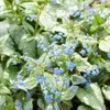 Brunnera macr. 'Jack Frost' | 6 sztuk - 10-25cm - Ø9cm - Podgląd zdjęcia produktu 5