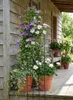 3x Rankgitter 150 cm - Rankhilfe Garten - Staudenhalter - Produktbild-Vorschau 11
