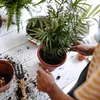 A person is repotting a houseplant on a white wooden table. Produktbild-Vorschau