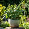 Brombeerpflanzen - 2 Stk - Rubus fruticosus 'Thornfree' - Produktbild-Vorschau 5