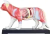 Akupunktur Anatomie TCM Katzenkörper Modell Figur Produktbild-Vorschau 4