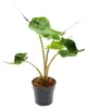 Alocasia macrorrhiza Stingray - Tropenwurz - Alokasie - Produktbild-Vorschau 1