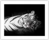 Poster - Poster ohne Rahmen - Weiß Tiger Schwarz und Weiß - Produktbild-Vorschau 1