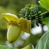 GreenboutiQ - Plante fruitière - Plante de banane - Musa Voir les images du produit 5