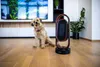 A small dog sits on a wooden floor next to a modern black and wood heater. A large TV is mounted on the wall in the background. Anteprima dell’immagine prodotto