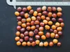 Flügelbohne (Psophocarpus tetragonolobus) - 10 semi Anteprima dell’immagine prodotto 4