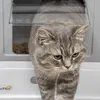 Katzentoilette D31-061V00GY, herausnehmbares Bodenfach, Produktbild-Vorschau 11
