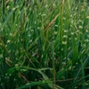 Chinaschilf - 2 Stk - Miscanthus 'Zebrinus' - Höhe 20-30cm Produktbild-Vorschau 4
