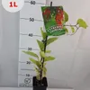 Cytryniec chiński 1L Podgląd zdjęcia produktu 2
