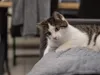 A tabby cat is lying on a gray blanket. Voir les images du produit