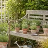 Bloomique - Zestaw 6 sztuk - Lavandula Angustifolia 'White' Podgląd zdjęcia produktu 2