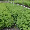 Rubaca (S) Himbeere sommertragend robust aromatisch 60-100 Produktbild-Vorschau 3