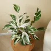 Bloomique - Calathea White Fusion - Roślina pawia - Rośliny Podgląd zdjęcia produktu 3