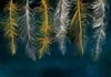 Selbstklebende Folie Fototapete - Gilded Feathers 196x140 Produktbild-Vorschau 5