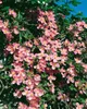 Clematis montana 'Rubens', Berg-Waldrebe, rosa Blüten, Produktbild-Vorschau 8