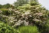 Cornus kousa 'Satomi', Japanischer Blumen-Hartriegel, rosa Produktbild-Vorschau 4