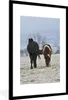 MuchoWow® Gerahmtes Poster Pferde - Schnee - Weiß 60x90 cm Produktbild-Vorschau 1