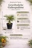 Geleepalme Butia capitata winterhart 80–100 cm Kübelpflanze Produktbild-Vorschau 2