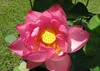 SAFLAX Anzucht Set - Indische Lotusblume - Nelumbo nucifera Produktbild-Vorschau 8
