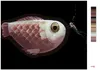 Zuty - Malen nach Zahlen - RIESENFISCH MIT TAUCHER, 40x50 Produktbild-Vorschau 3