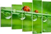 Bild auf Leinwand - Leinwandbild - Marienkäfer Wasser Grün Produktbild-Vorschau 1
